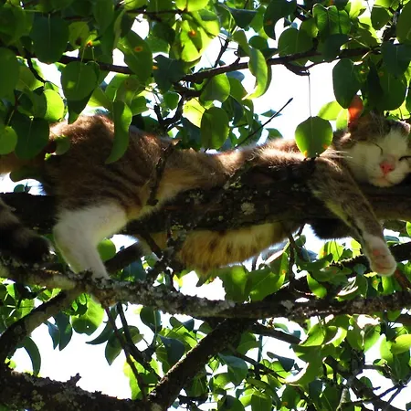 Appartement Rohrbachhof